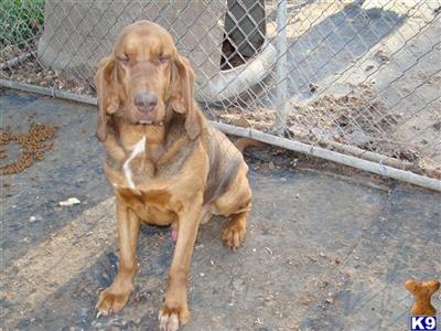 Stud Dogs - Bloodhound